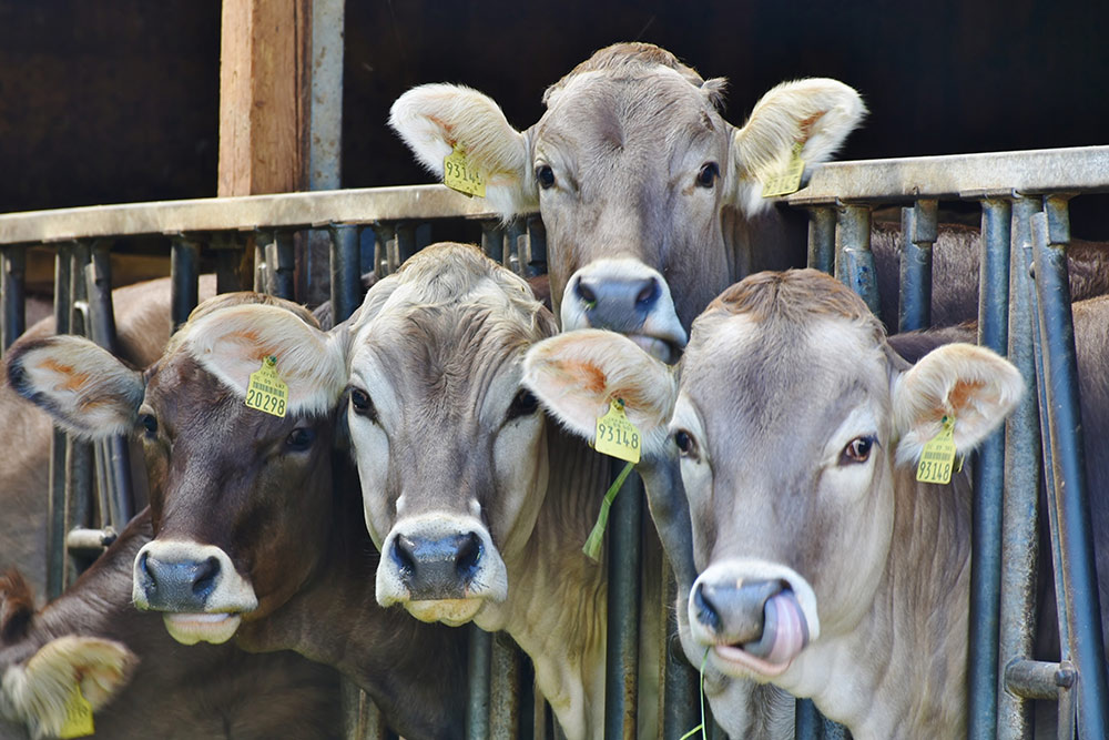 Cows In Cages