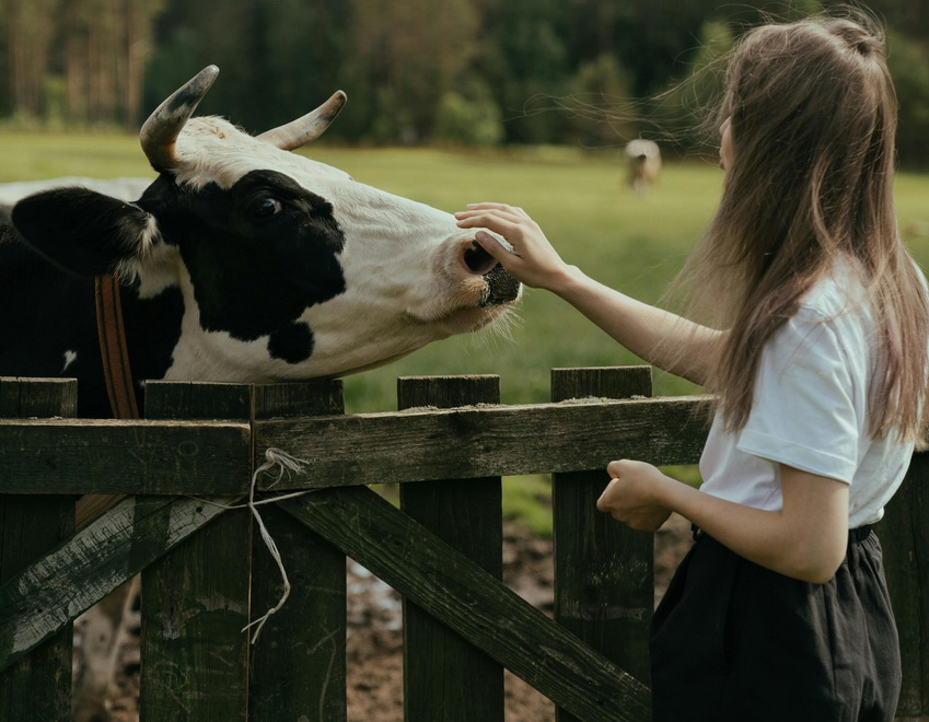 Girl and Cow